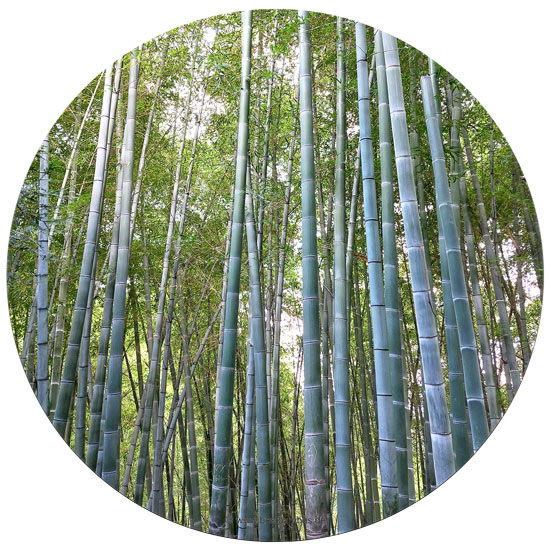 nachhaltiger Rohstoff Bambus Holz