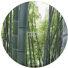 bambuswald-moso-bamboo-video