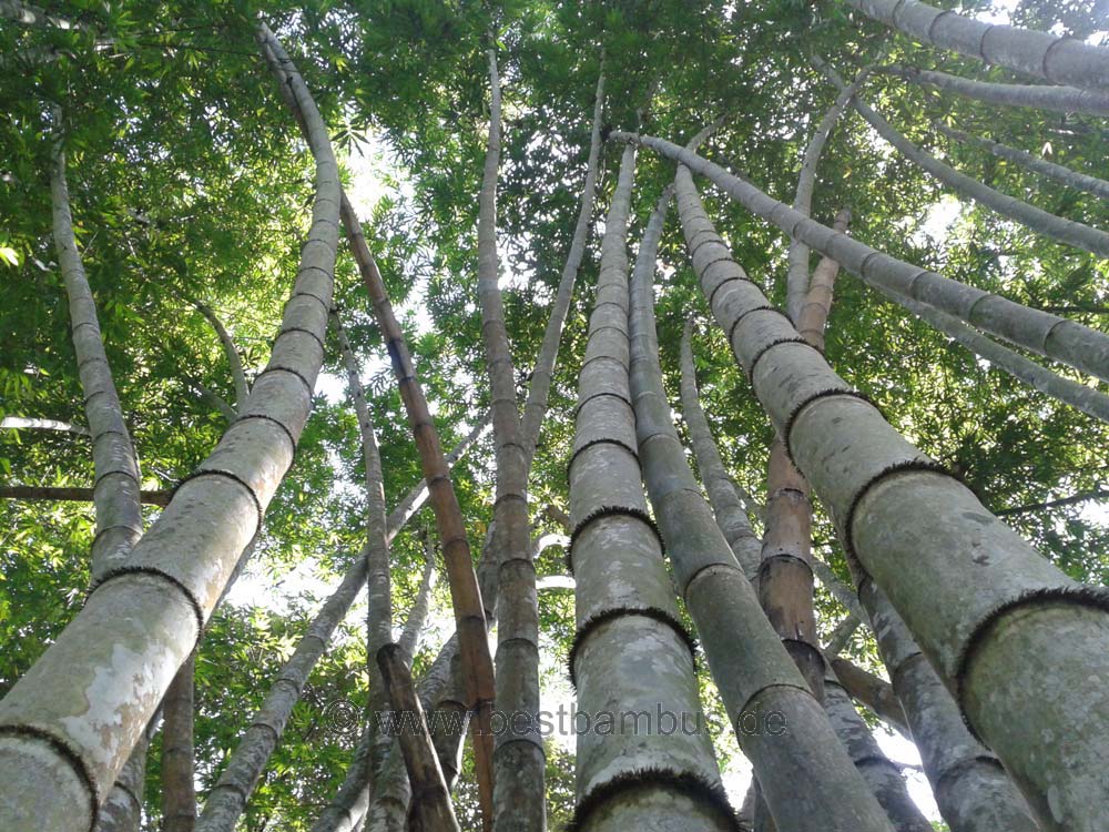 Co2 Bilanz Baum Pflanzen
