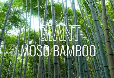 Artikel Nachhaltig Banner