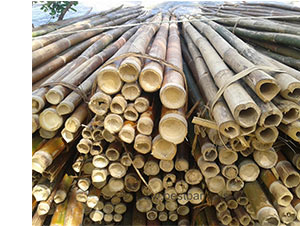 nachhaltiger Rohstoff Bambus Holz
