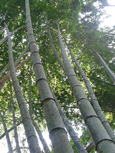 bambus wald süd ost asien