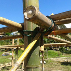 bambus bauholz