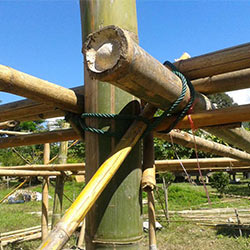 bambus stangen