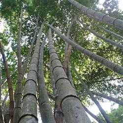 bambus wald
